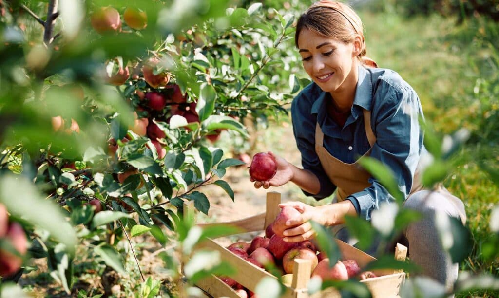 Fruit picking in Australia: discover this job benefits, options, and requirements!