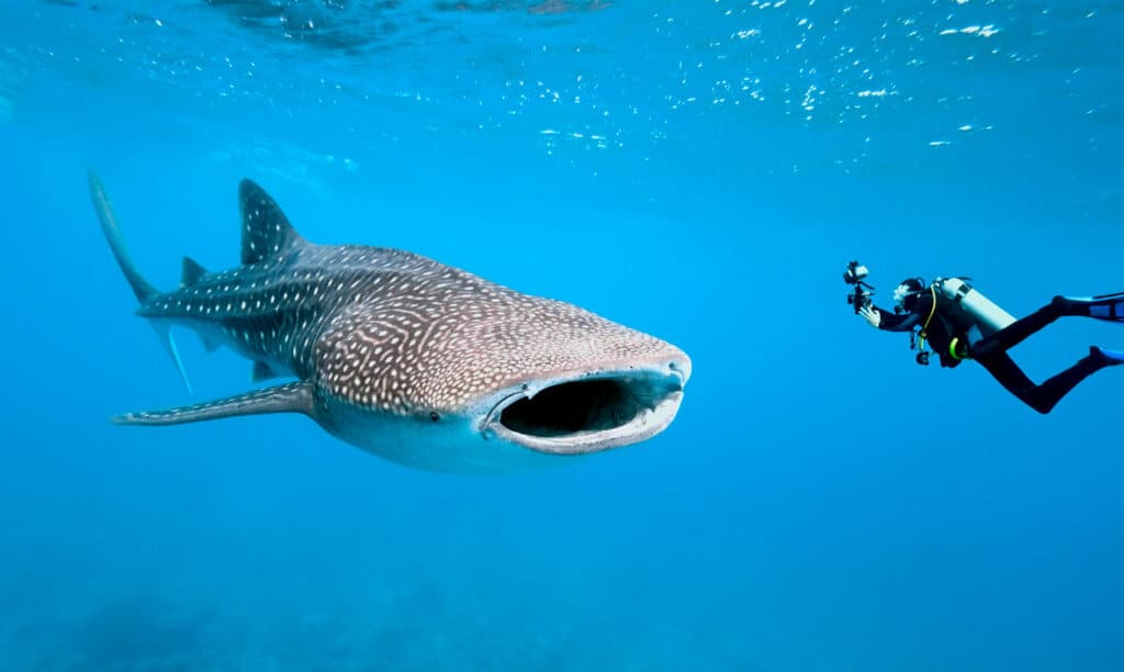 ¿Dónde hacer buceo con tiburones en Australia? ¡Descúbrelo!