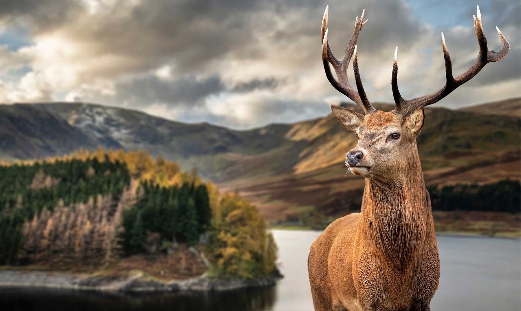 Animales de Irlanda: conoce 10 especies representativas de la Isla Esmeralda