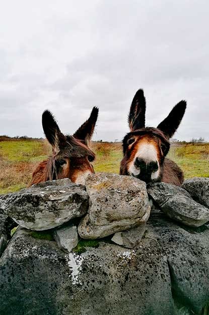Two good friends in Galway