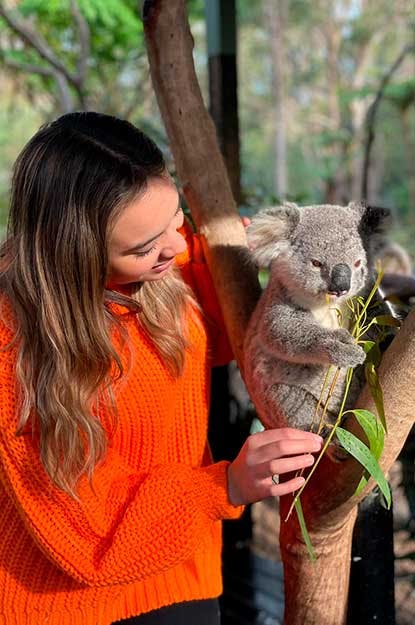 Meeting koalas in australia