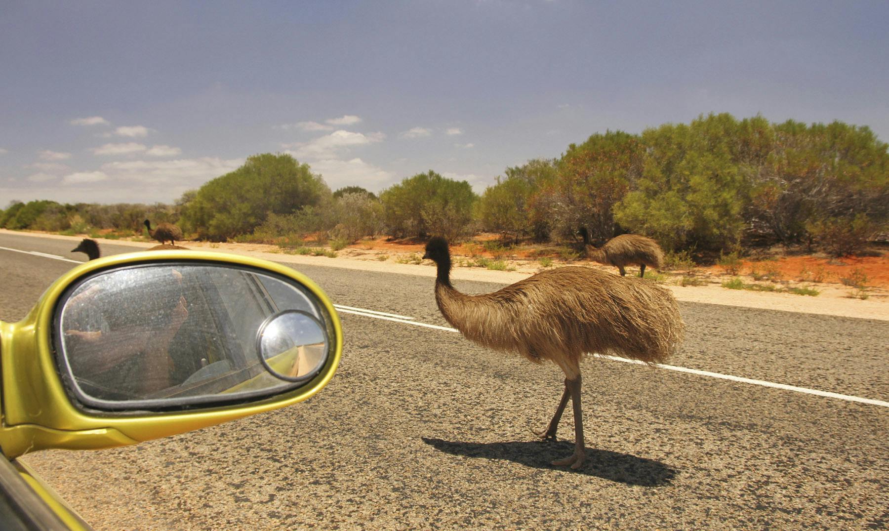 Emú australiano | Curiosidades, dónde verlos y mucho más