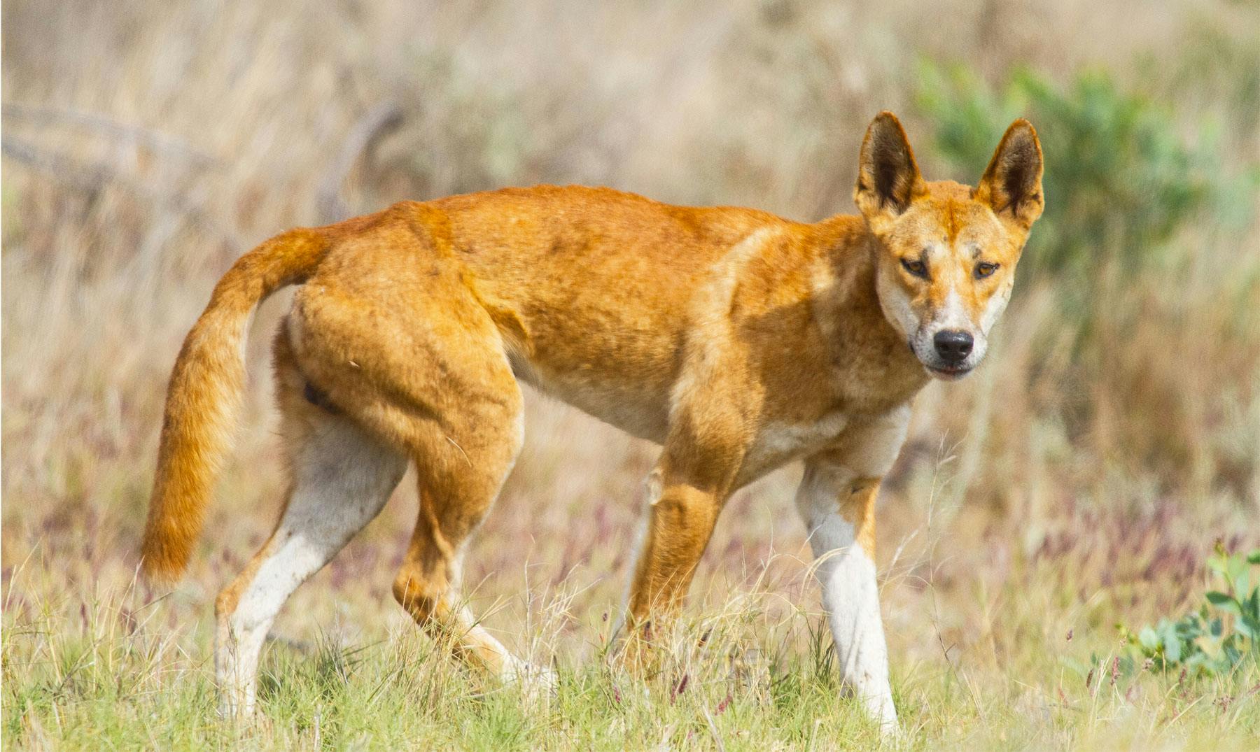 Dingo Australiano | Curiosidades, dónde verlos y mucho más