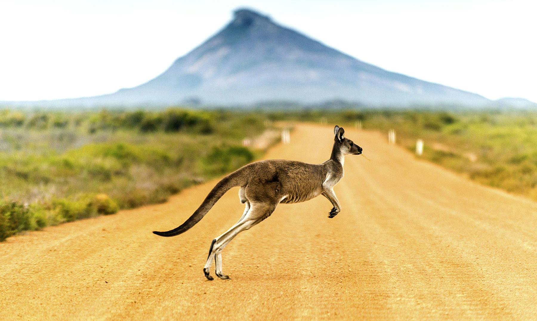 Flora y fauna de Australia | Un mundo para que explores