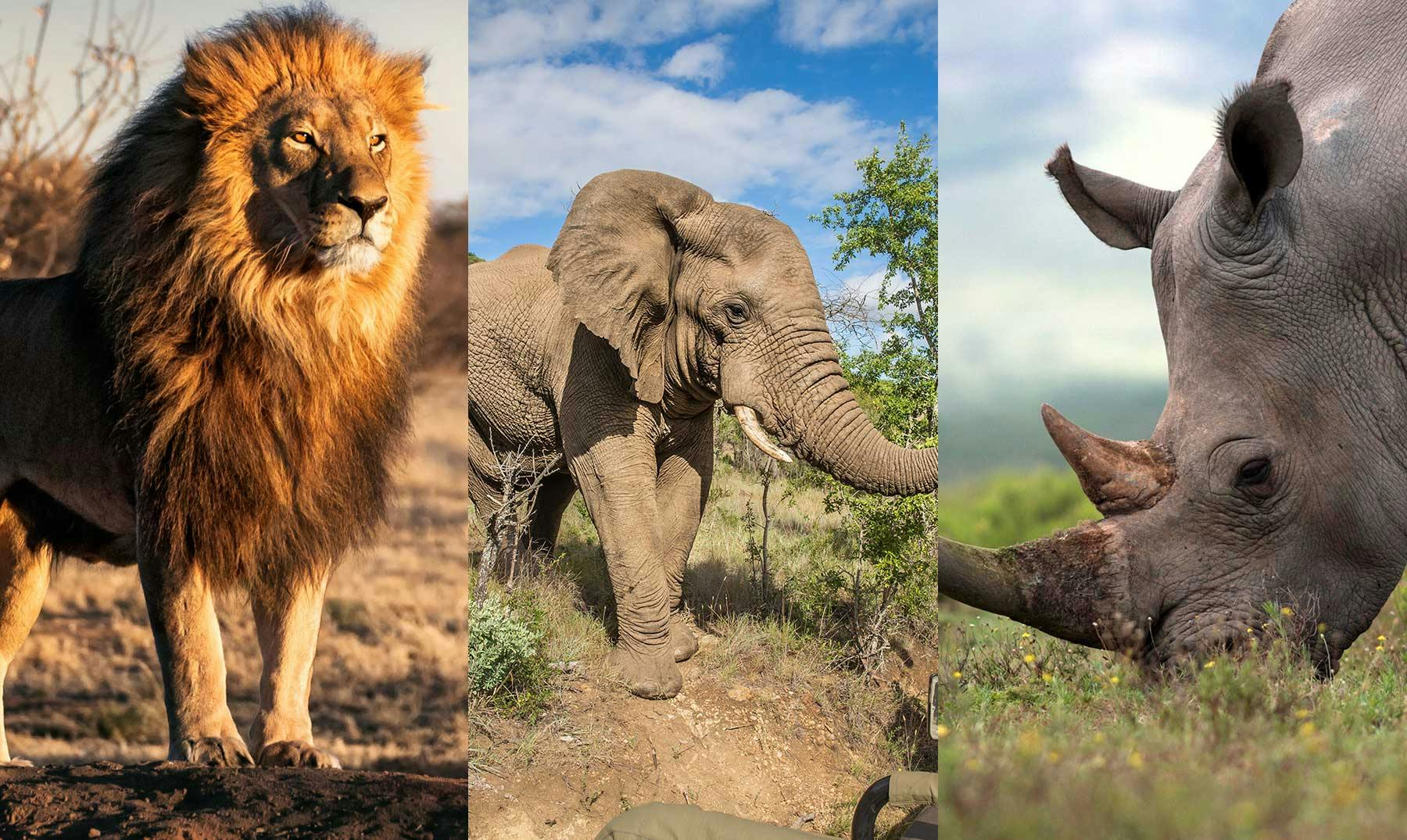 10 Animales de Sudáfrica que te encantará conocer