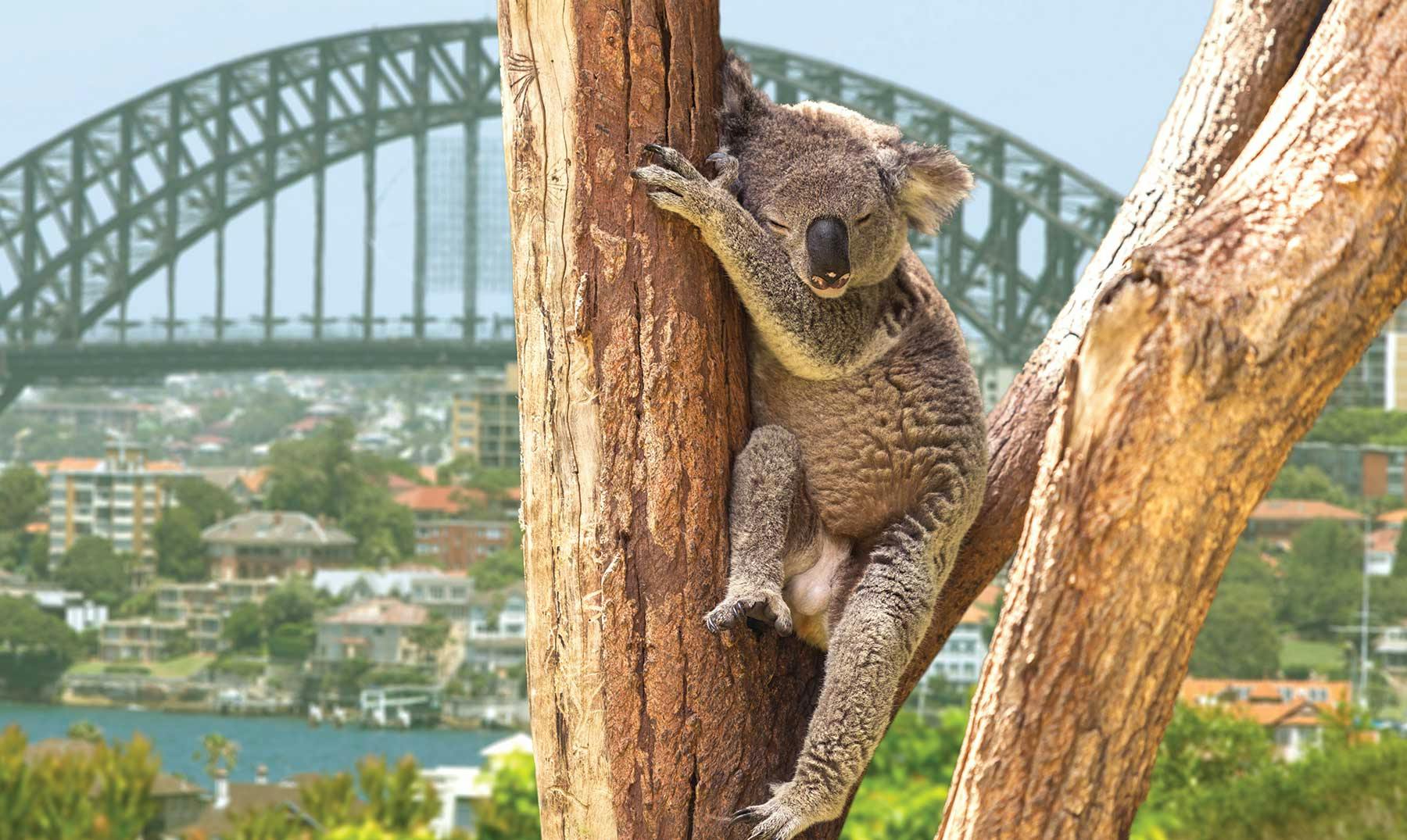 10 Ventajas de vivir en Australia que no te imaginabas