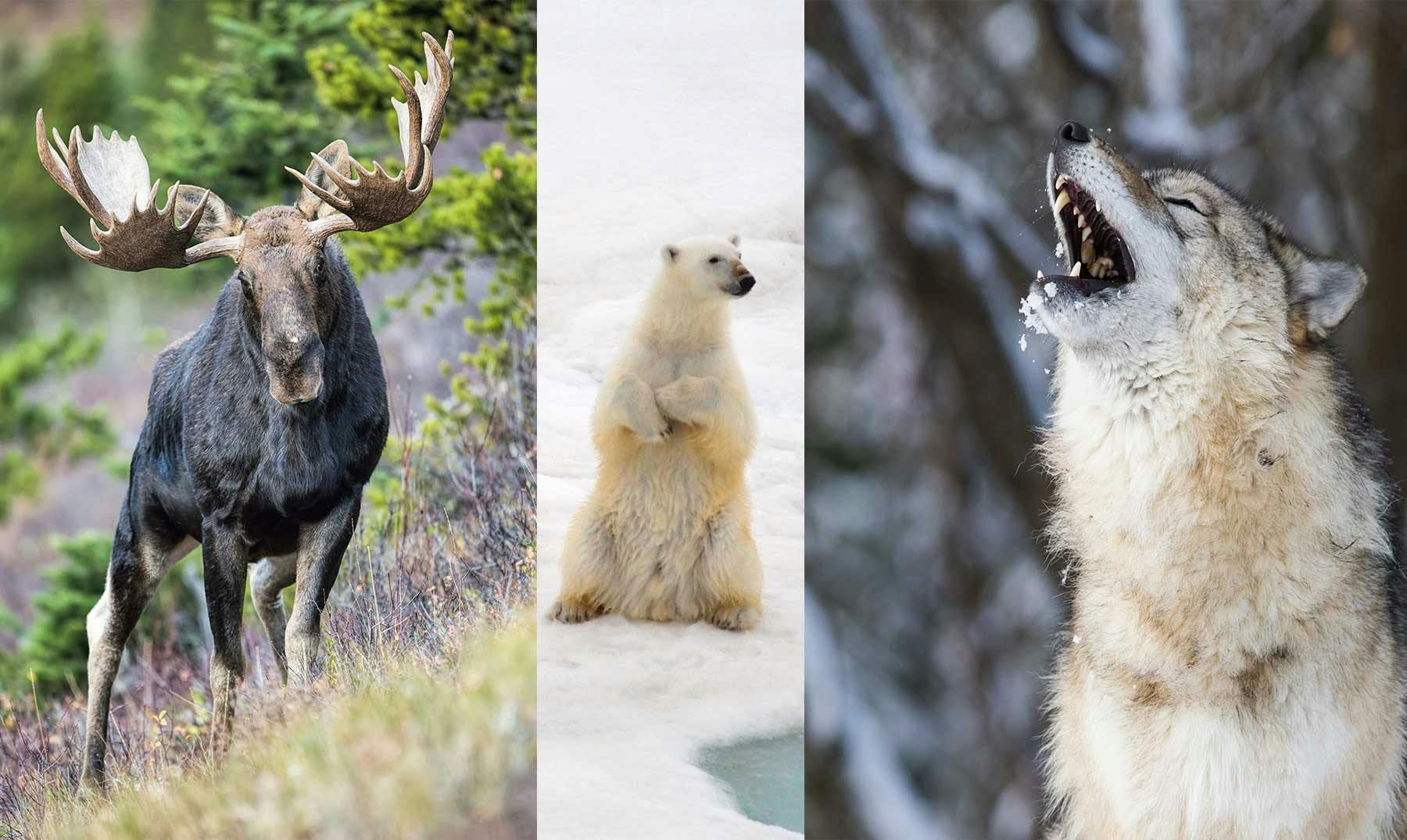 Animales de Canadá | 10 especies que te encantará conocer