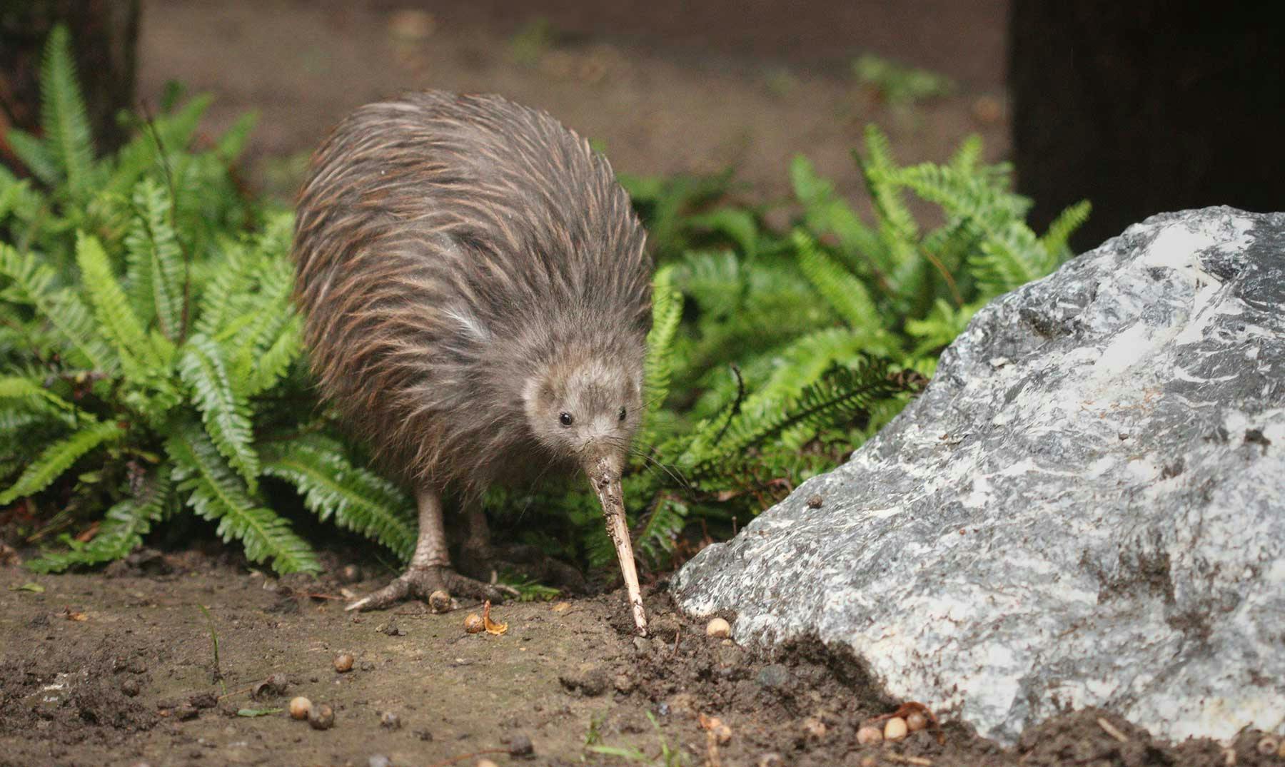 Animales de Nueva Zelanda | 10 Especies que te encantará conocer