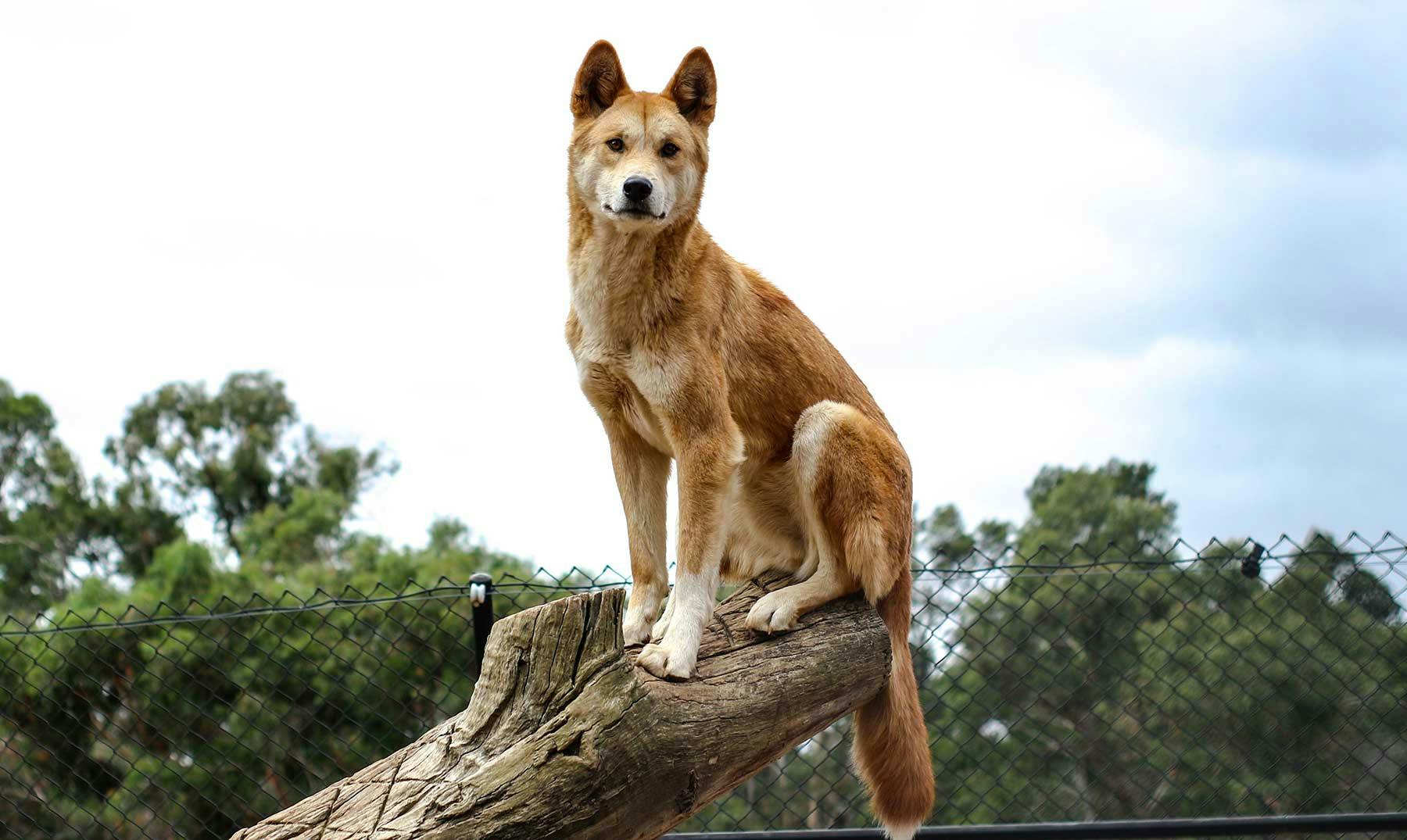 Dingo Australiano | Curiosidades, dónde verlos y mucho más