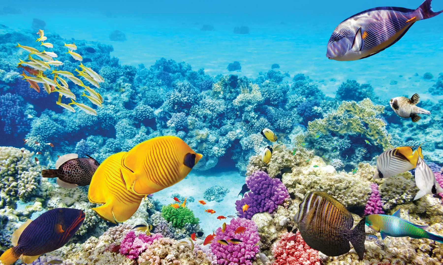 Gran Barrera de Coral | Paraíso de buceadores en Australia