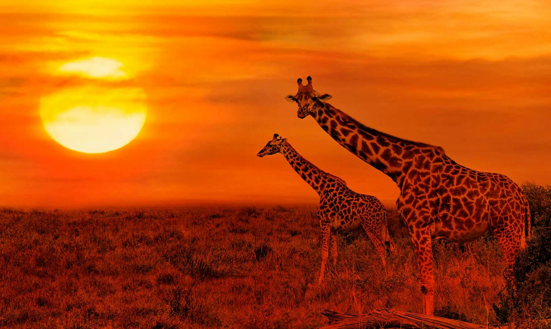 7 Safaris en Sudáfrica | Experimenta la vida salvaje del país
