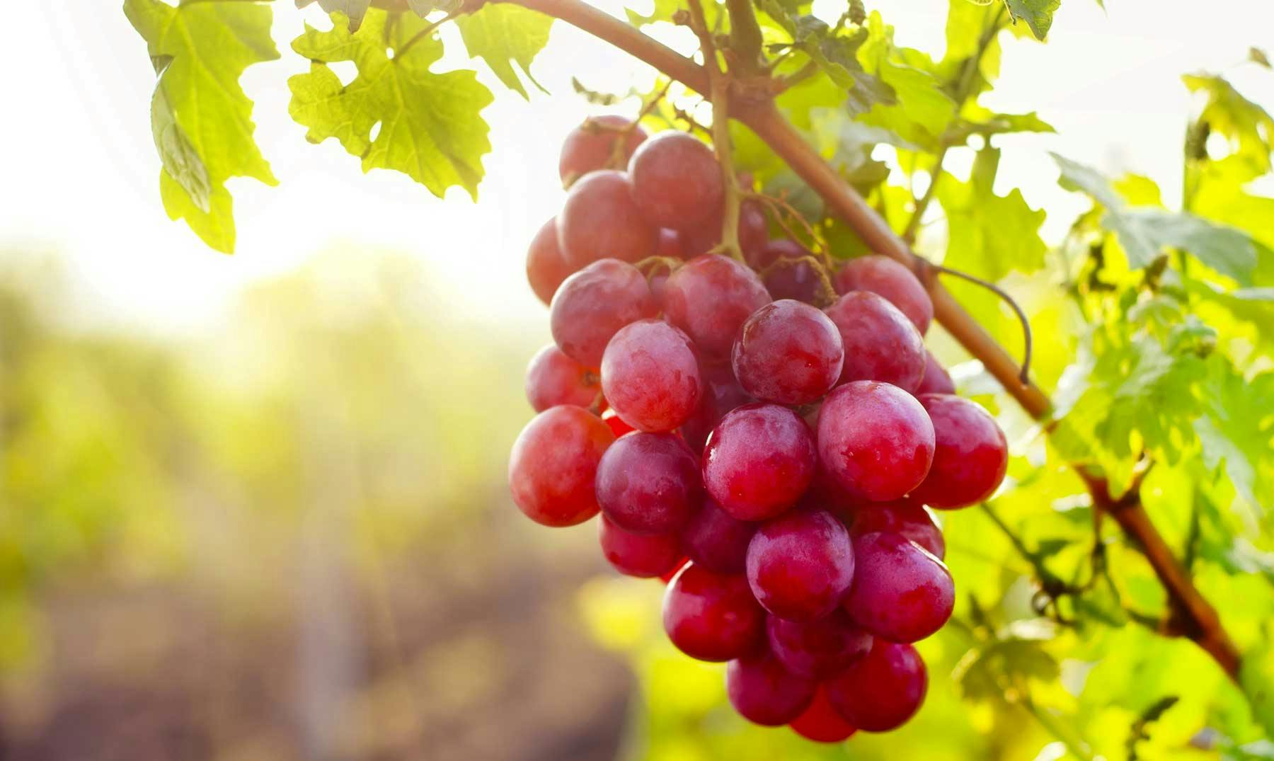 Vino Sudafricano | Guía sobre la vitivinicultura en Sudáfrica