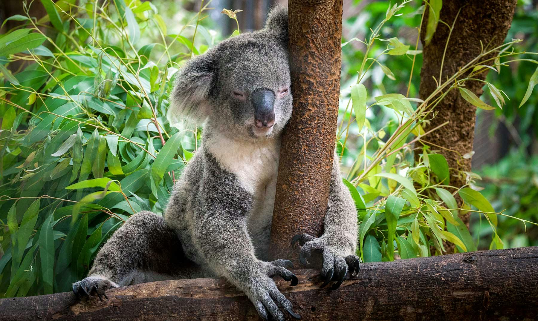 Animales de Australia: desde los más típicos a los más raros
