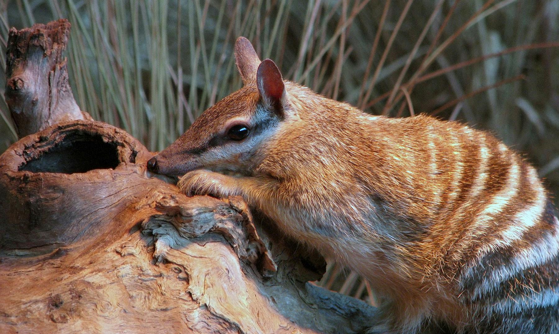 Animales de Australia en peligro de extinción | Conócelos
