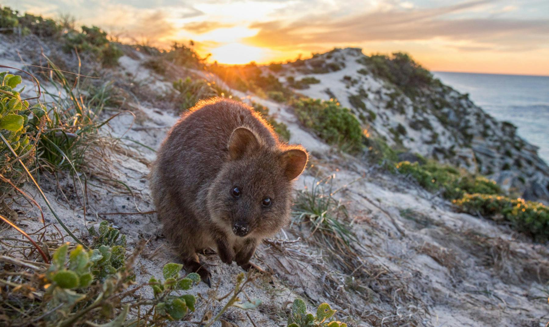 Quokka | Los animales más fotogénicos de Australia
