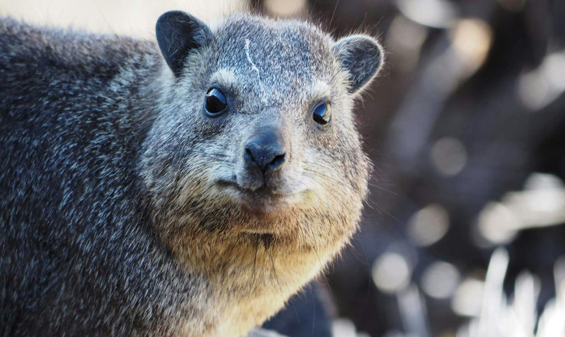 Wombat Australiano | Curiosidades, dónde verlos y mucho más